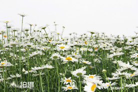 鲜花花朵花卉