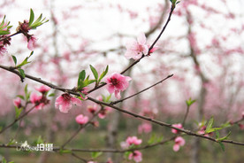 鲜花花朵花卉