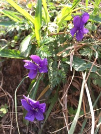 鲜花花朵花卉