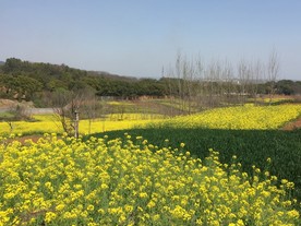 鲜花花朵花卉