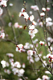 鲜花花朵花卉