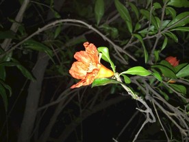鲜花花朵花卉