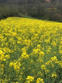 鲜花花朵花卉