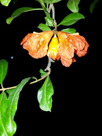 鲜花花朵花卉