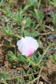 鲜花花朵花卉