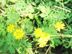 鲜花花朵花卉