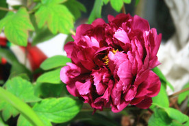 鲜花花朵花卉