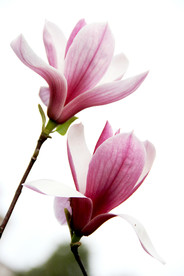 鲜花花朵花卉