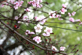 鲜花花朵花卉