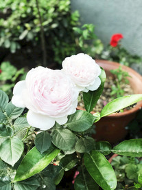 鲜花花朵花卉