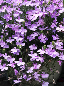 鲜花花朵花卉