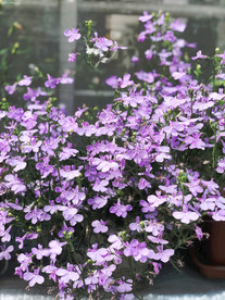 鲜花花朵花卉