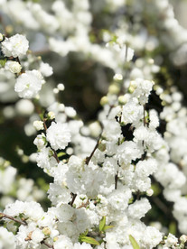 鲜花花朵花卉