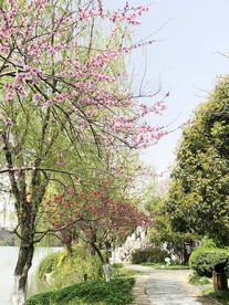 鲜花花朵花卉