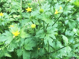 鲜花花朵花卉
