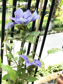鲜花花朵花卉