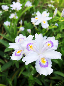 鲜花花朵花卉
