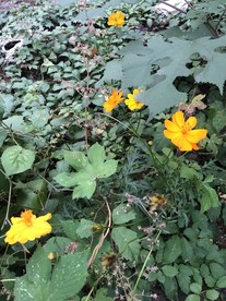 鲜花花朵花卉