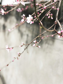 鲜花花朵花卉