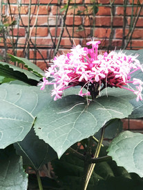 鲜花花朵花卉