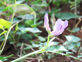 鲜花花朵花卉