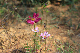鲜花花朵花卉