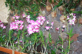 鲜花花朵花卉