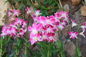 鲜花花朵花卉