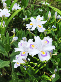 鲜鲜花花朵花卉