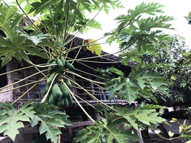 绿植绿叶树叶