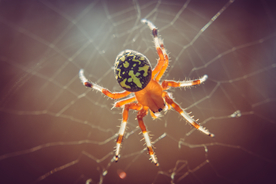 蜘蛛