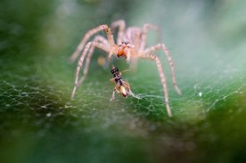 蜘蛛