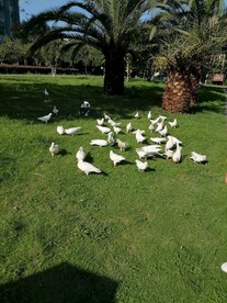 绿荫下行走的鸽子