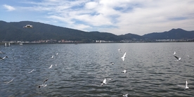 昆明滇池海鸥
