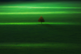草地
