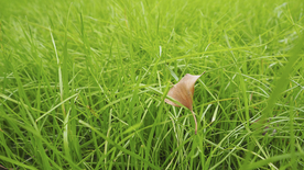 草地
