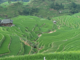 梯田