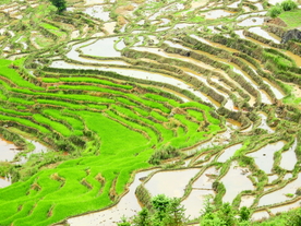 梯田