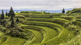 梯田