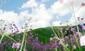 风景