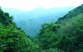 风景