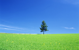 风景