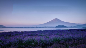 风景