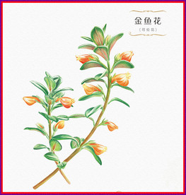 金鱼花