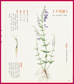 半枝莲 本草纲目