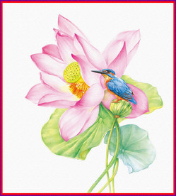 荷花 小鸟 插画
