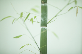 竹子