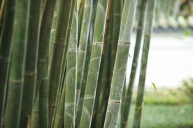竹子