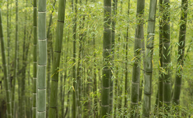竹子