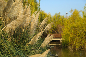 芦苇河水